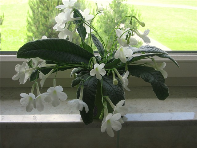 Streptocarpus